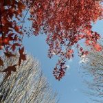 The fiery-red display of an autumn blaze maple tree, at top, lives up to its name in Longenecker Gardens at the University of Wisconsin-Madison Arboretum during autumn on Oct. 10, 2012. (Photo by Jeff Miller/UW-Madison)